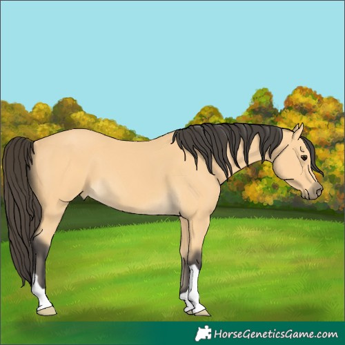 Horse Color:Unknown 