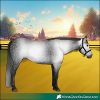 Horse Color:Gray White Spotted Black