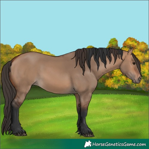 Horse Color:Bay Dun Rabicano  and Bay Dun Rabicano 
