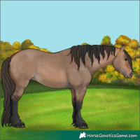 Horse Color:Bay Dun Rabicano  and Bay Dun Rabicano 