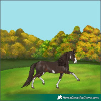 Horse Color:White Spotted Liver Chestnut 