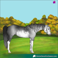 Horse Color:Gray White Spotted Black