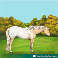 Horse Color:Palomino Appaloosa