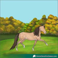 Horse Color:Amber Champagne 