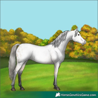 Horse Color:Gray Buckskin Appaloosa 