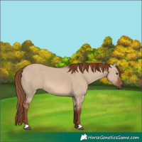 Horse Color:Red Dun 