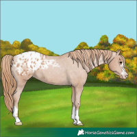 Horse Color:Chocolate Black Pearl Appaloosa 