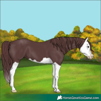 Horse Color:Chocolate Black Splash 