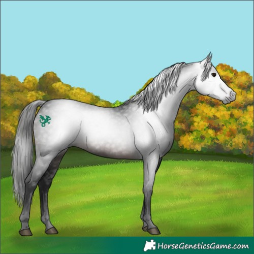 Horse Color:Gray White Spotted Brown 