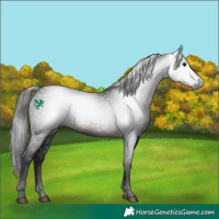 Horse Color:Gray White Spotted Brown