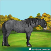 Horse Color:Blue Roan Splash Rabicano