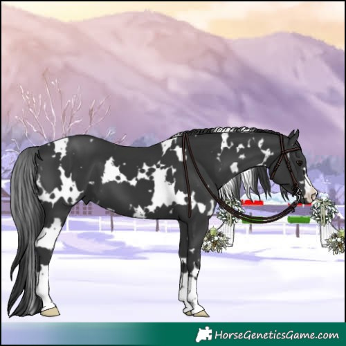 Horse Color:White Spotted Black 