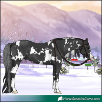 Horse Color:White Spotted Black 