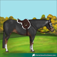 Horse Color:Gray White Spotted Liver Chestnut 