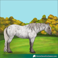 Horse Color:Silver Blue Roan 