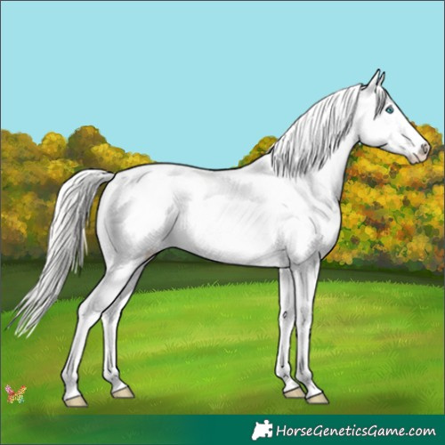 Horse Color:Cremello Appaloosa