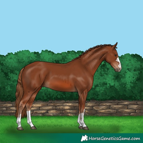 Horse Color:Chestnut 