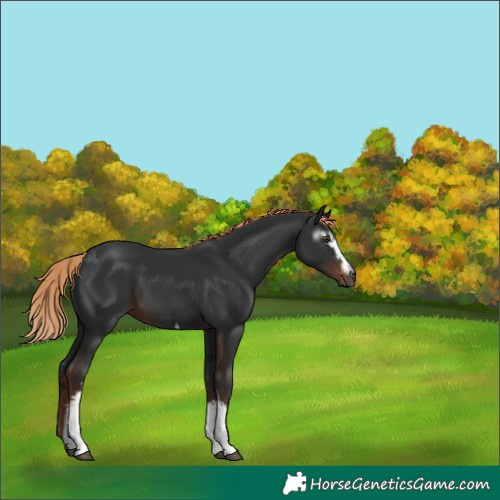 Horse Color:Gray White Spotted Liver Chestnut 