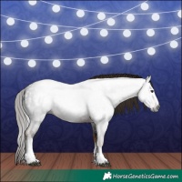 Horse Color:Gray White Spotted Liver Chestnut