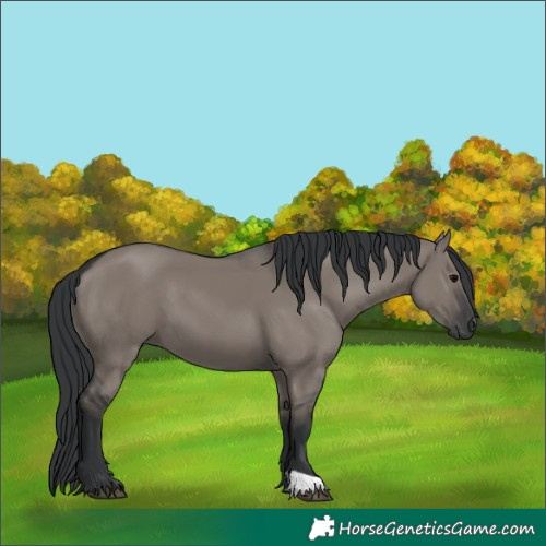 Horse Color:Grullo 