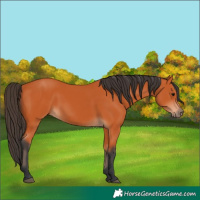 Horse Color:Bay 