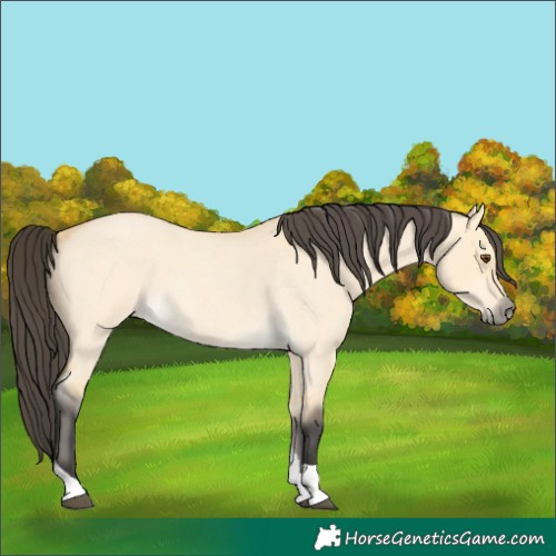 Horse Color:Buckskin Roan Dun Tobiano