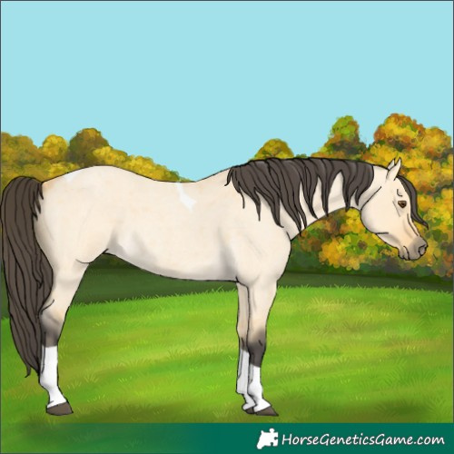 Horse Color:Buckskin Roan Dun Tobiano