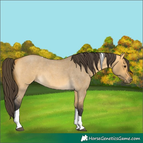 Horse Color:Buckskin Roan Dun Tobiano 