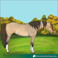 Horse Color:Buckskin Roan Dun Tobiano