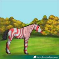 Horse Color:Black  and Black 