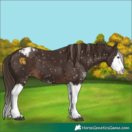 Horse Color:Liver Chestnut Sabino Splash Appaloosa 