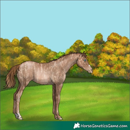 Horse Color:Gold Champagne Pearl Rabicano and Liver Chestnut Pearl Rabicano