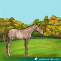 Horse Color:Gold Champagne Pearl Rabicano  and Liver Chestnut Pearl Rabicano 