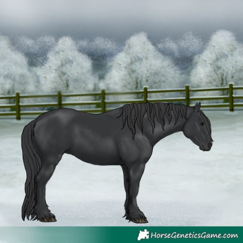 Horse Color:Black 