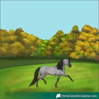 Horse Color:Liver Red Roan 