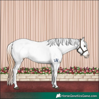 Horse Color:Bay Dun Appaloosa 