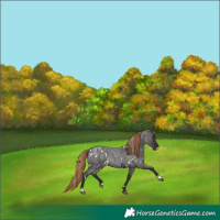 Horse Color:White Spotted Liver Red Roan