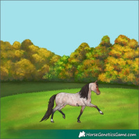 Horse Color:Bay Roan