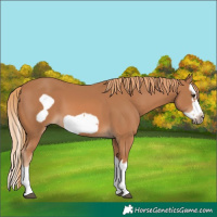 Horse Color:Chestnut Splash Frame 
