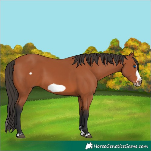 Horse Color:Bay Splash Frame