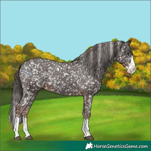 Horse Color:Liver Chestnut Splash Appaloosa