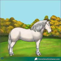 Horse Color:Cremello Tobiano