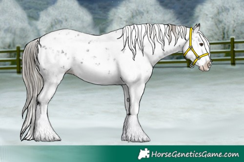 Horse Color:Liver Chestnut Sabino Splash Appaloosa 