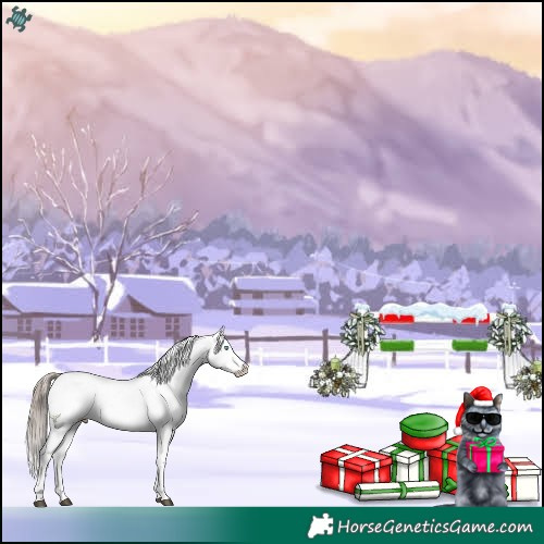 Horse Color:Liver Chestnut Sabino Splash Appaloosa 