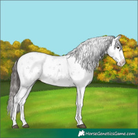 Horse Color:Liver Chestnut Sabino Splash Appaloosa 