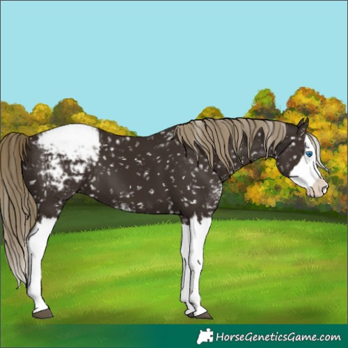 Horse Color:Liver Chestnut Sabino Splash Appaloosa