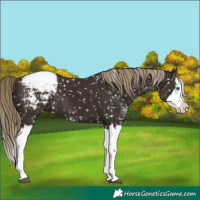 Horse Color:Liver Chestnut Sabino Splash Appaloosa