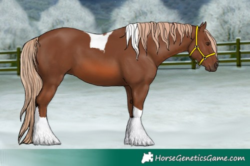 Horse Color:Chestnut Tobiano 