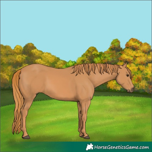 Horse Color:Chestnut 