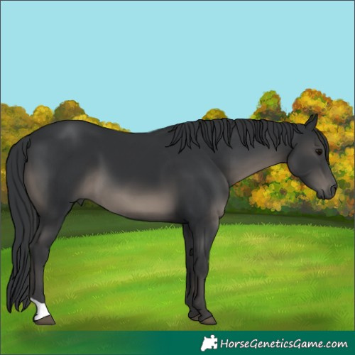 Horse Color:Black 